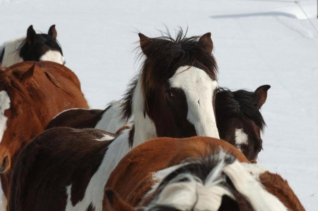 Espi-Stables Ferienhof Esterhammer Либенау Экстерьер фото